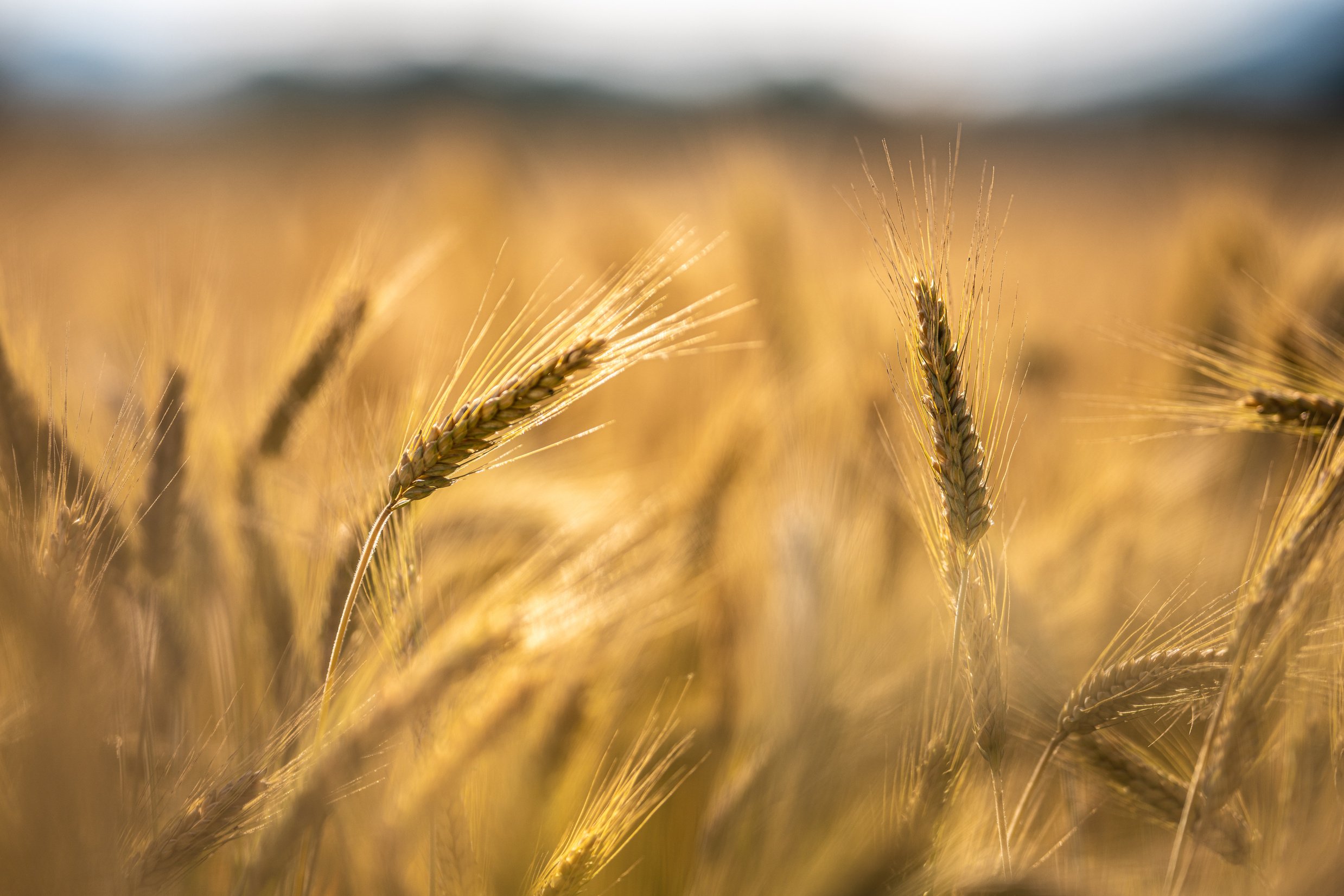 Wheatfield